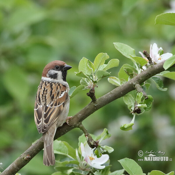 Feld Sperling (Passer montanus)