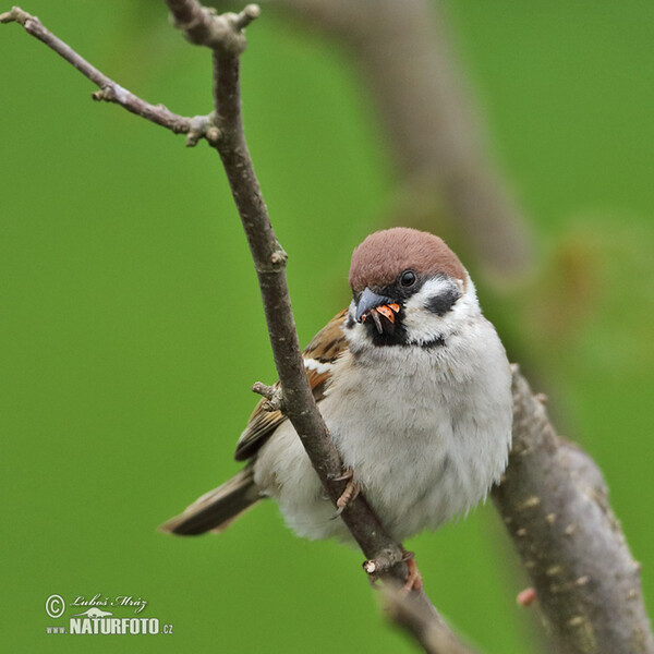 Feld Sperling (Passer montanus)