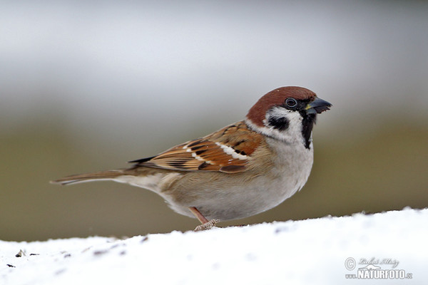 Feld Sperling (Passer montanus)