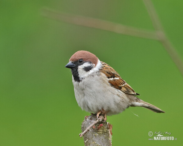 Feld Sperling (Passer montanus)