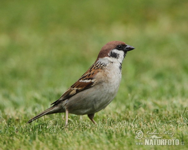 Feld Sperling (Passer montanus)