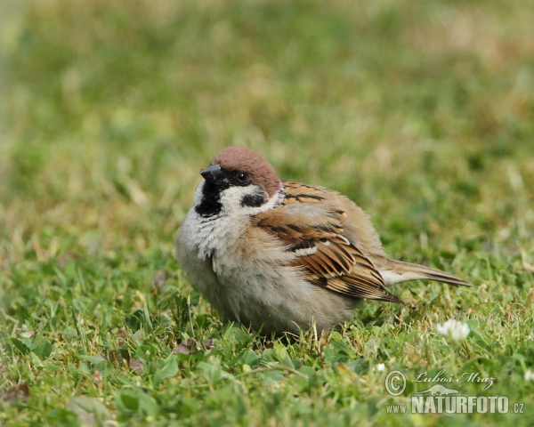 Feld Sperling (Passer montanus)