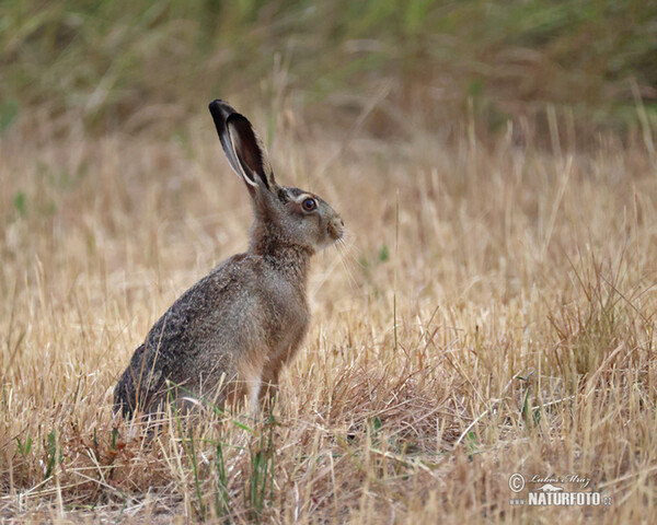 Feldhase (Lepus europaeus)