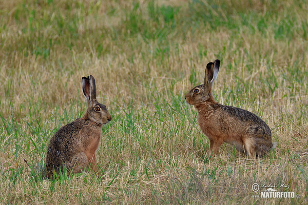 Feldhase (Lepus europaeus)
