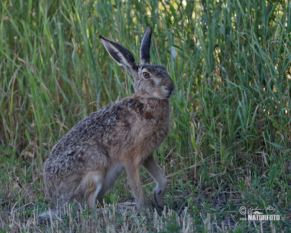 Feldhase (Lepus europaeus)