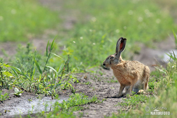 Feldhase (Lepus europaeus)