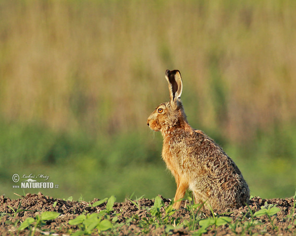 Feldhase (Lepus europaeus)