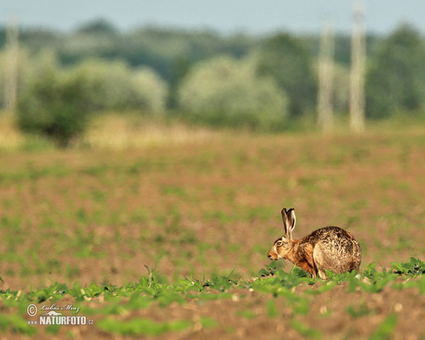 Feldhase (Lepus europaeus)