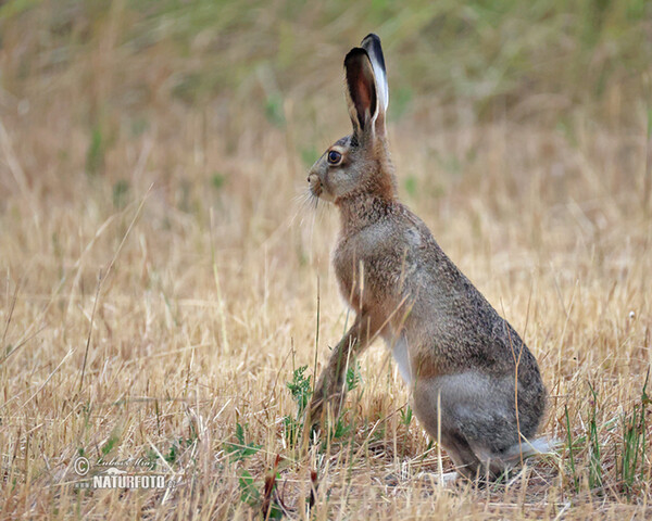 Feldhase (Lepus europaeus)