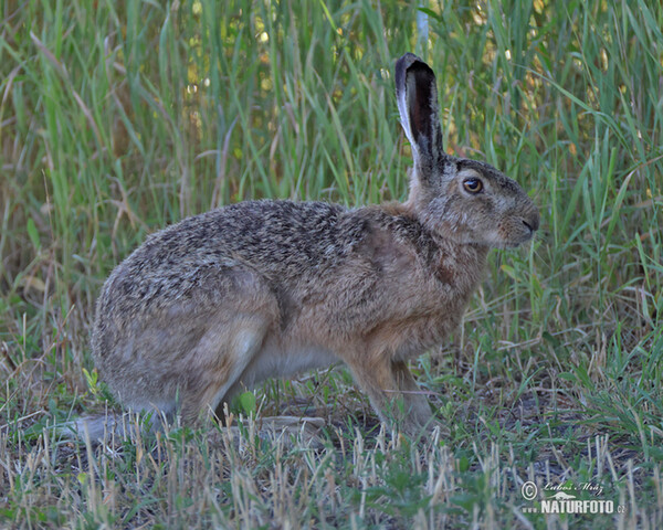 Feldhase (Lepus europaeus)