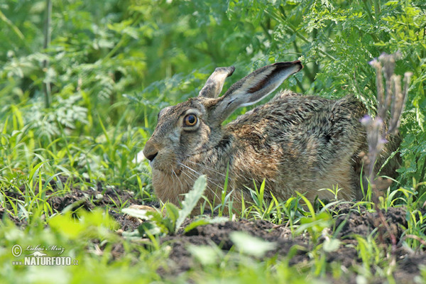 Feldhase (Lepus europaeus)