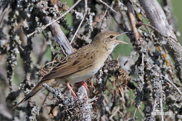 Feldschwirl (Locustella naevia)