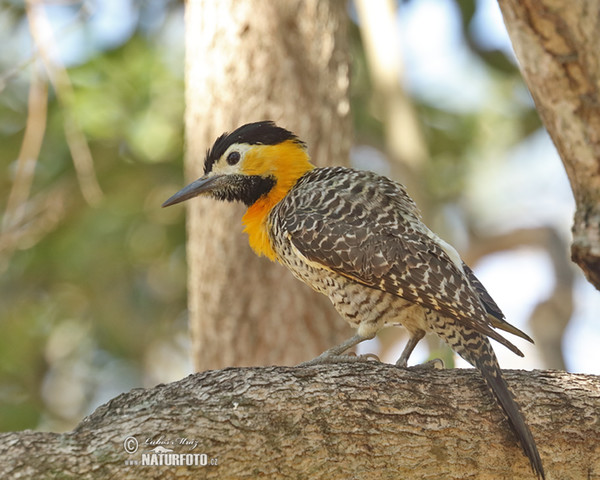 Feldspecht (Colaptes campestris)