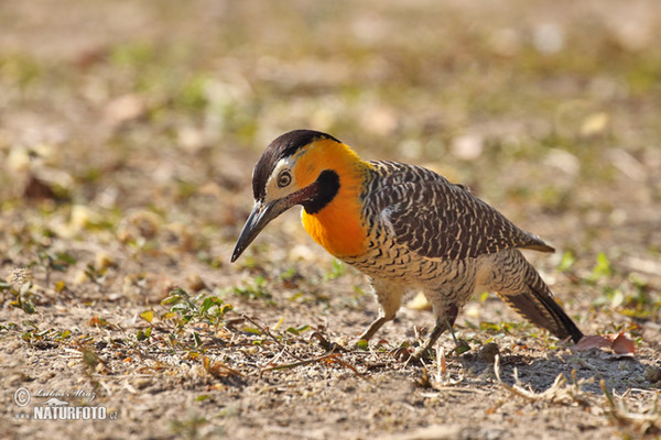 Feldspecht (Colaptes campestris)