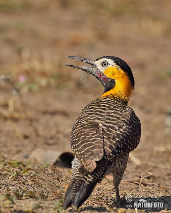 Feldspecht (Colaptes campestris)