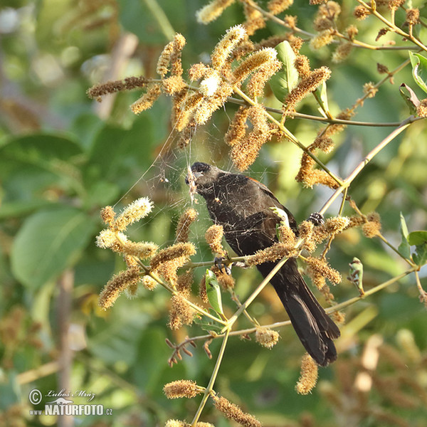 Feuerflügeltrupial (Icterus pyrrhopterus)