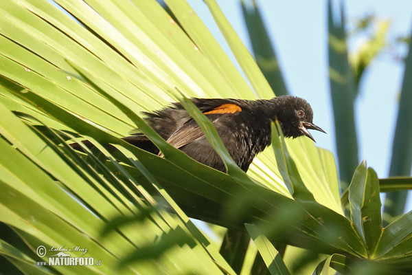 Feuerflügeltrupial (Icterus pyrrhopterus)