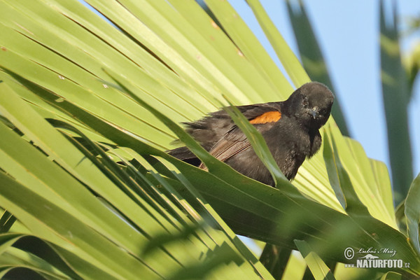 Feuerflügeltrupial (Icterus pyrrhopterus)