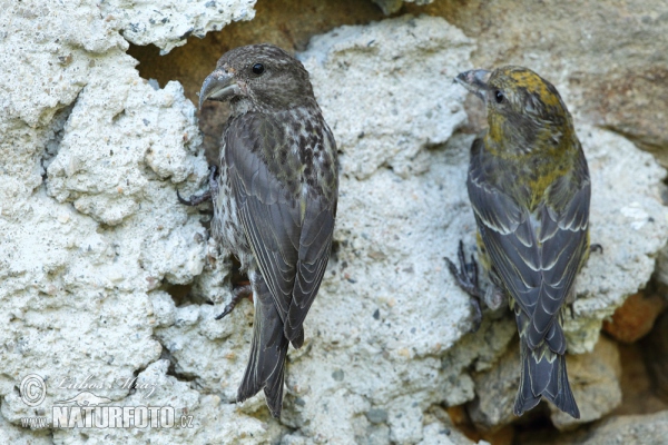 Fichtenkreuzschnabel (Loxia curvirostra)