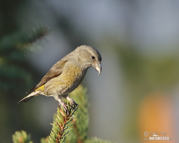 Fichtenkreuzschnabel (Loxia curvirostra)