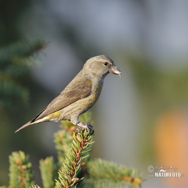 Fichtenkreuzschnabel (Loxia curvirostra)