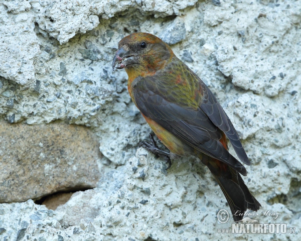 Fichtenkreuzschnabel (Loxia curvirostra)