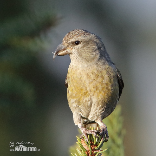 Fichtenkreuzschnabel (Loxia curvirostra)