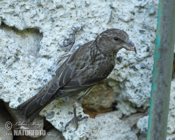 Fichtenkreuzschnabel (Loxia curvirostra)