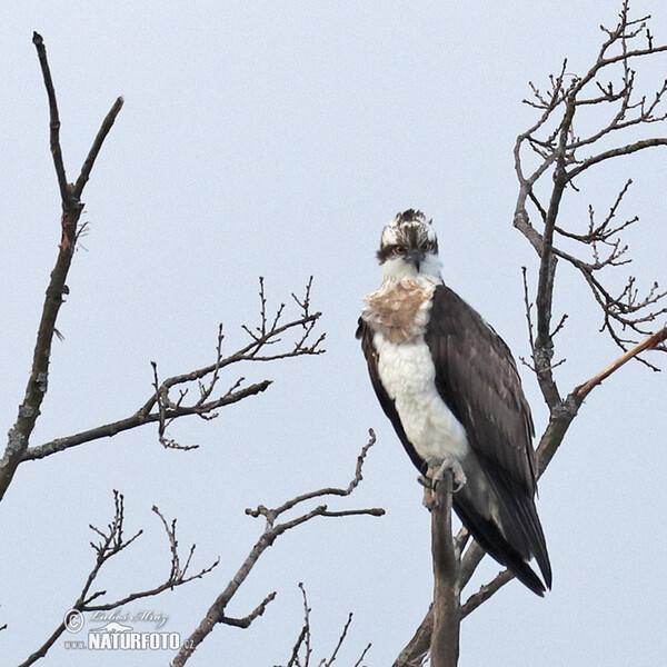 Fischadler (Pandion haliaetus)