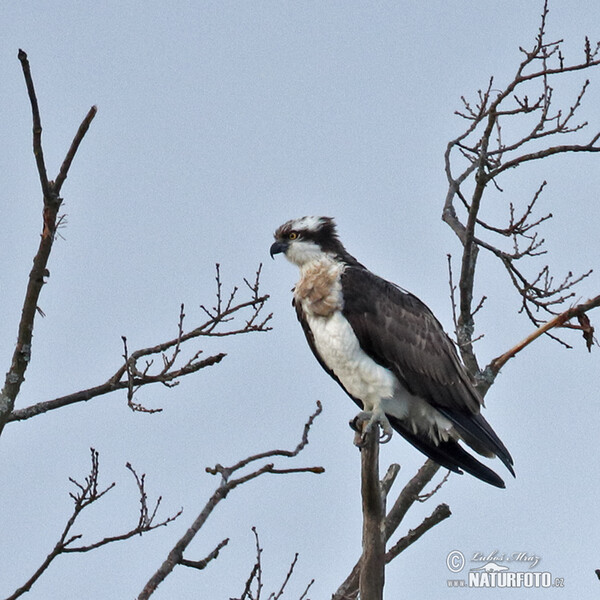 Fischadler (Pandion haliaetus)