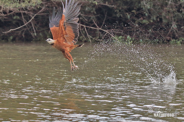 Fischbussard (Busarellus nigricollis)