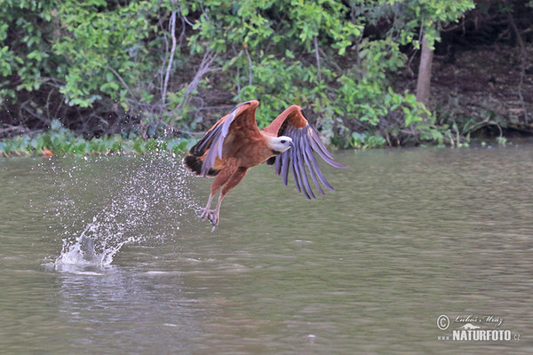 Fischbussard (Busarellus nigricollis)