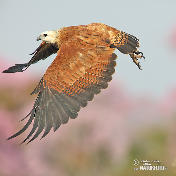 Fischbussard (Busarellus nigricollis)