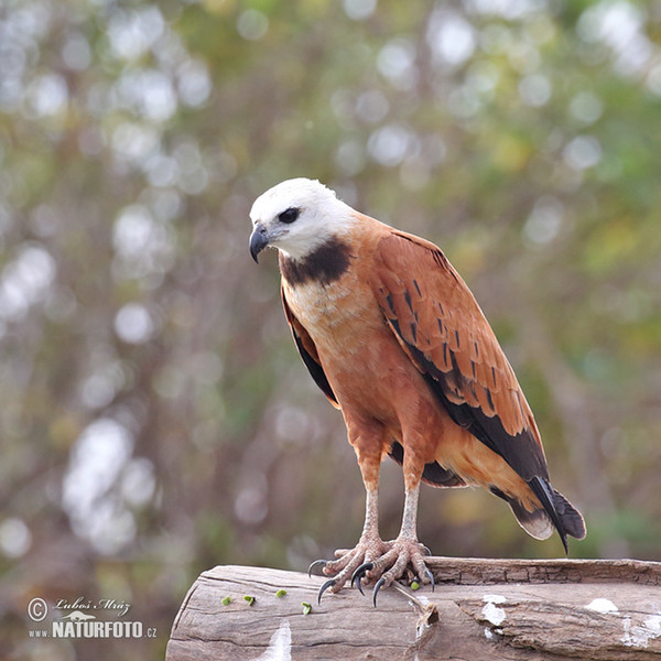 Fischbussard (Busarellus nigricollis)