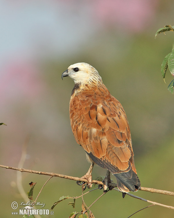 Fischbussard (Busarellus nigricollis)