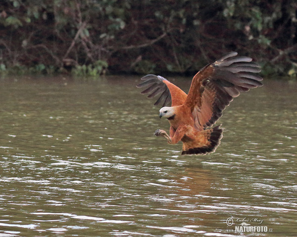 Fischbussard (Busarellus nigricollis)