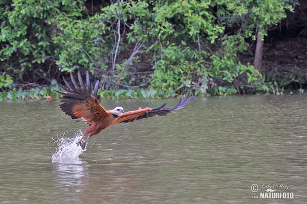 Fischbussard (Busarellus nigricollis)