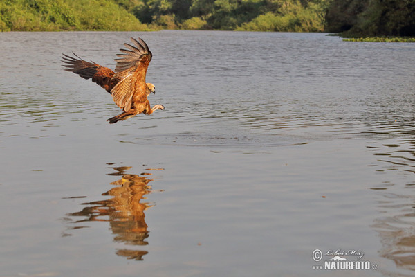 Fischbussard (Busarellus nigricollis)