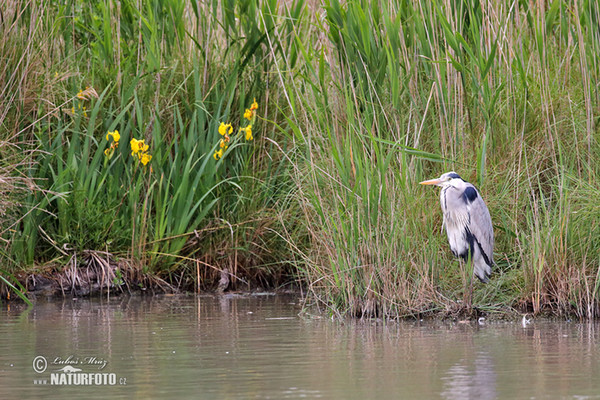 Fischreiher (Ardea cinerea)