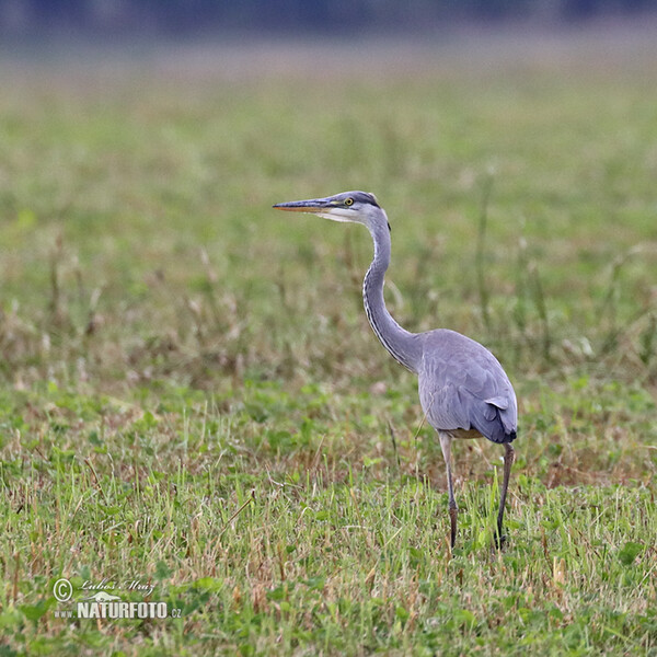 Fischreiher (Ardea cinerea)