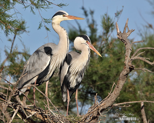 Fischreiher (Ardea cinerea)