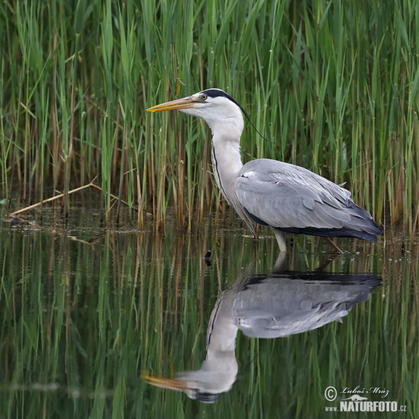 Fischreiher (Ardea cinerea)