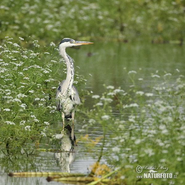 Fischreiher (Ardea cinerea)