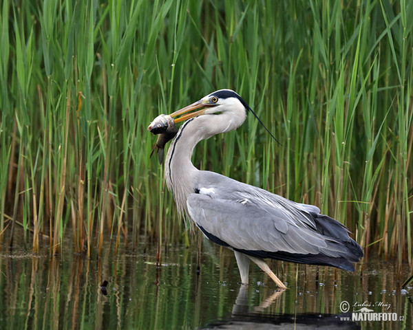 Fischreiher (Ardea cinerea)