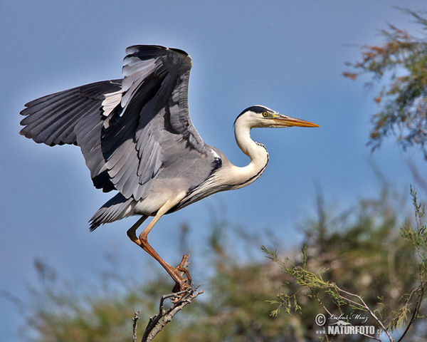 Fischreiher (Ardea cinerea)