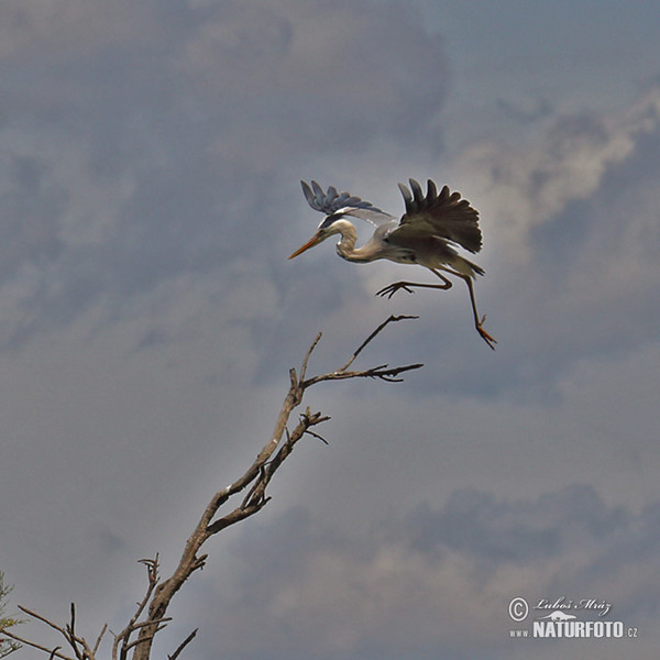 Fischreiher (Ardea cinerea)