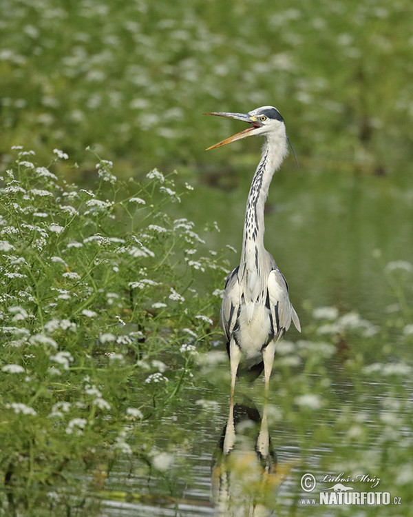 Fischreiher (Ardea cinerea)