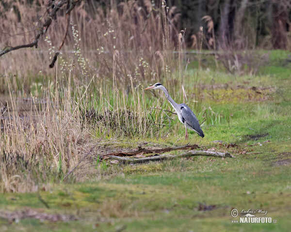 Fischreiher (Ardea cinerea)