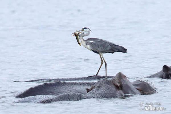 Fischreiher (Ardea cinerea)