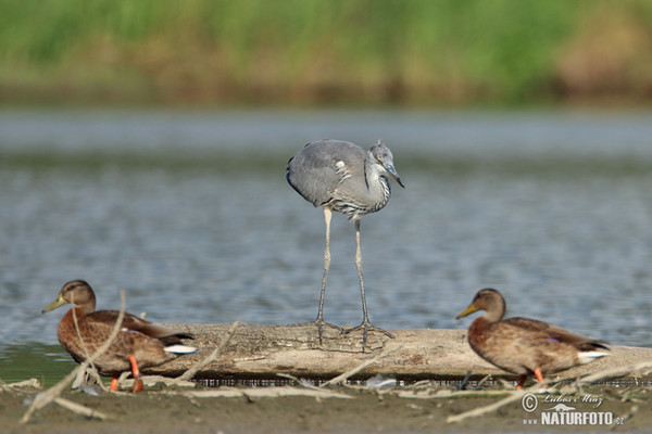 Fischreiher (Ardea cinerea)